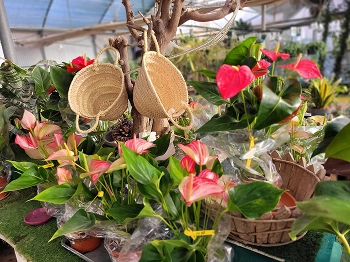 Plantas y complementos