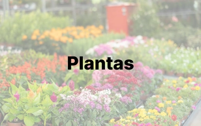 Jardinería torrevieja plantas